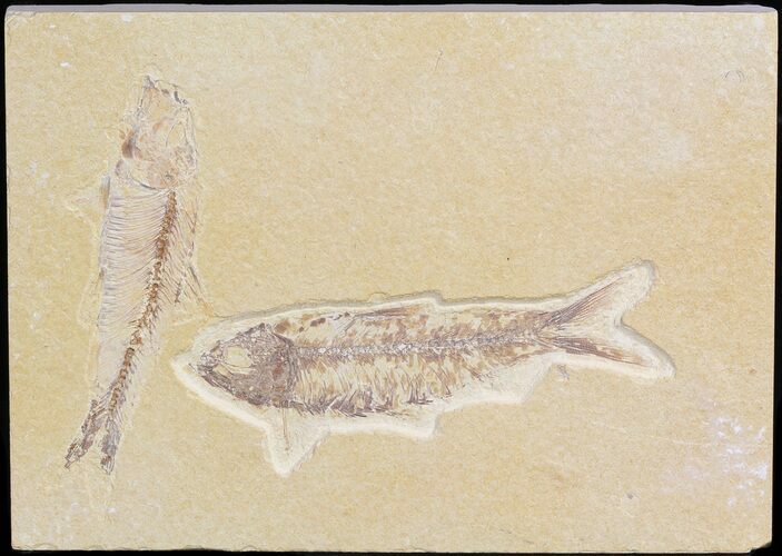 Multiple Knightia Fossil Fish Plate - x #42343